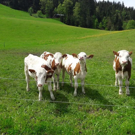 Bio-bauernhof Niederlehen Lantgård Fieberbrunn