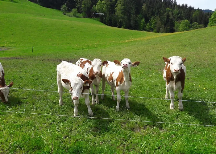 Bio-bauernhof Niederlehen مزرعة للإقامة فيبربرن